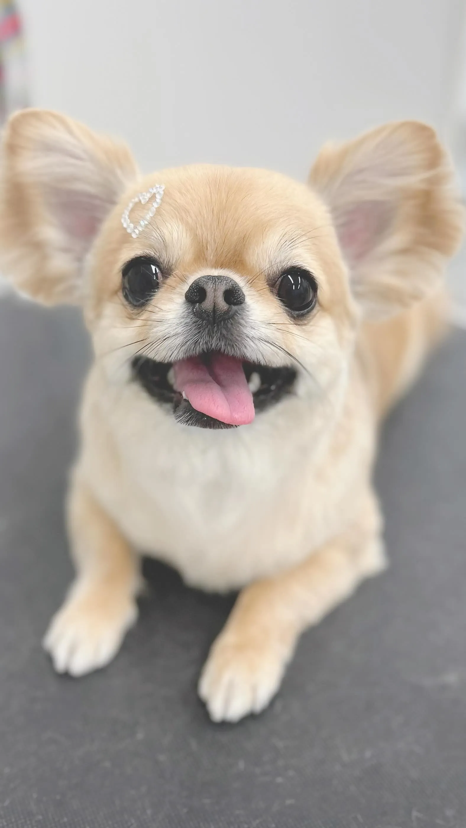 ୨୧ ∴トリミングサロン∴ ୨୧ 