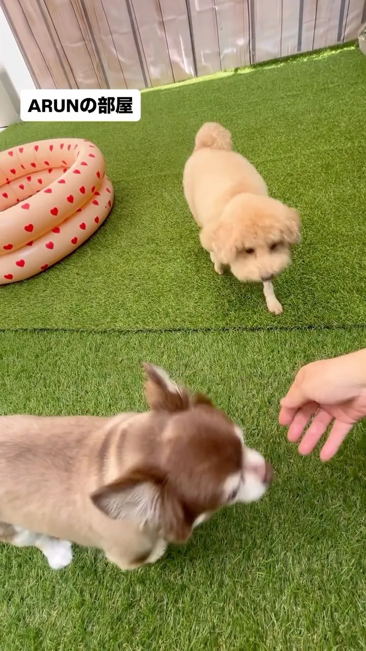 ୨୧ ∴ARUNの部屋∴ ୨୧