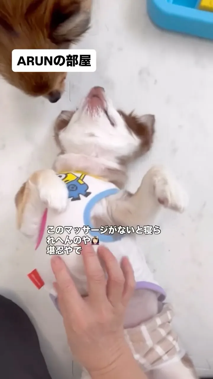 ୨୧ ∴ARUNの部屋∴ ୨୧