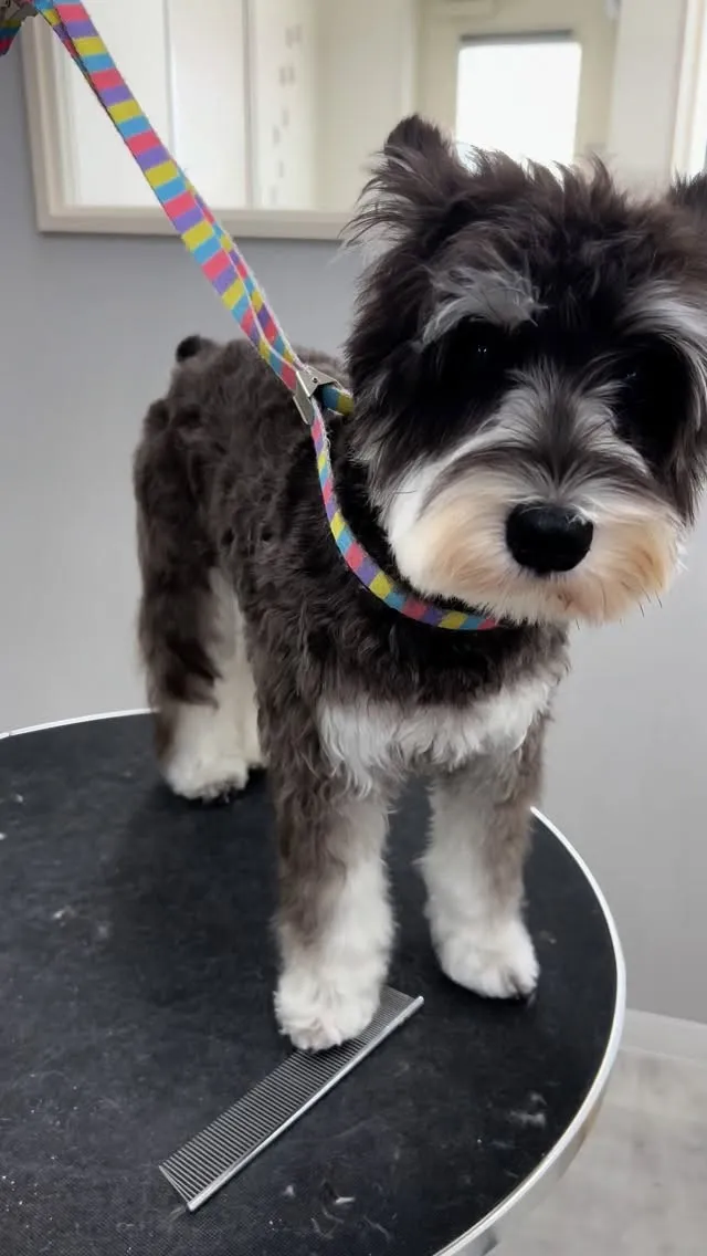 ୨୧ ∴トリミングサロン∴ ୨୧ 