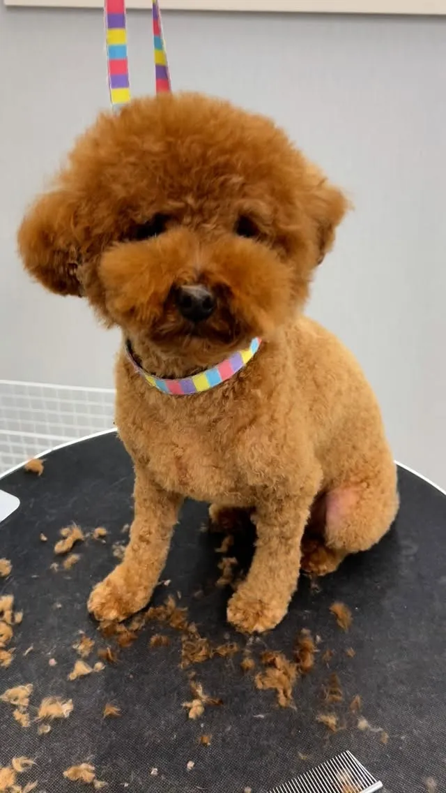 ୨୧ ∴トリミングサロン∴ ୨୧ 