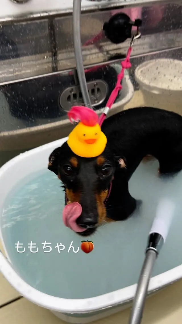 ୨୧ ∴トリミングサロン∴ ୨୧ 