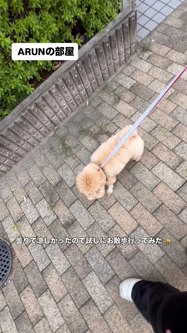 ୨୧ ∴犬の保育園∴ ୨୧