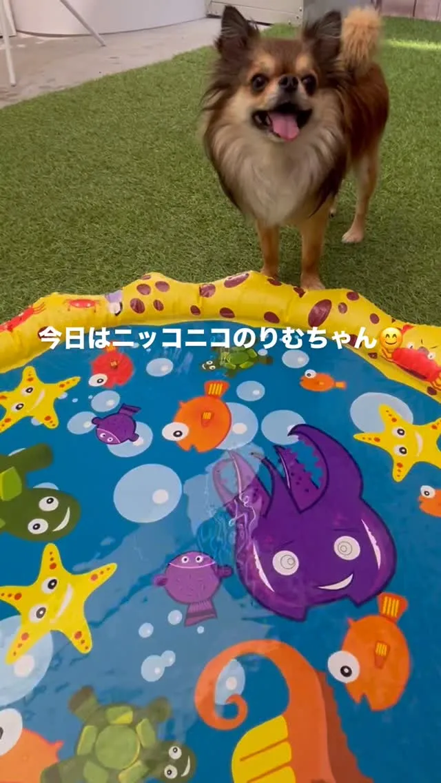 ୨୧ ∴犬の保育園∴ ୨୧