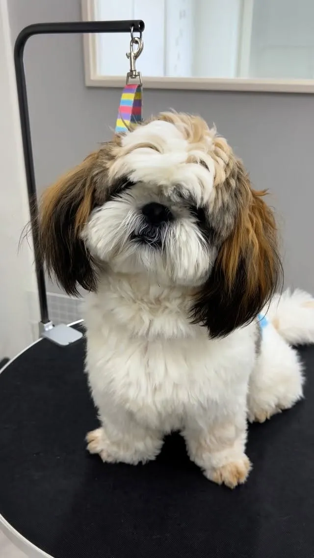 ୨୧ ∴トリミングサロン∴ ୨୧ 