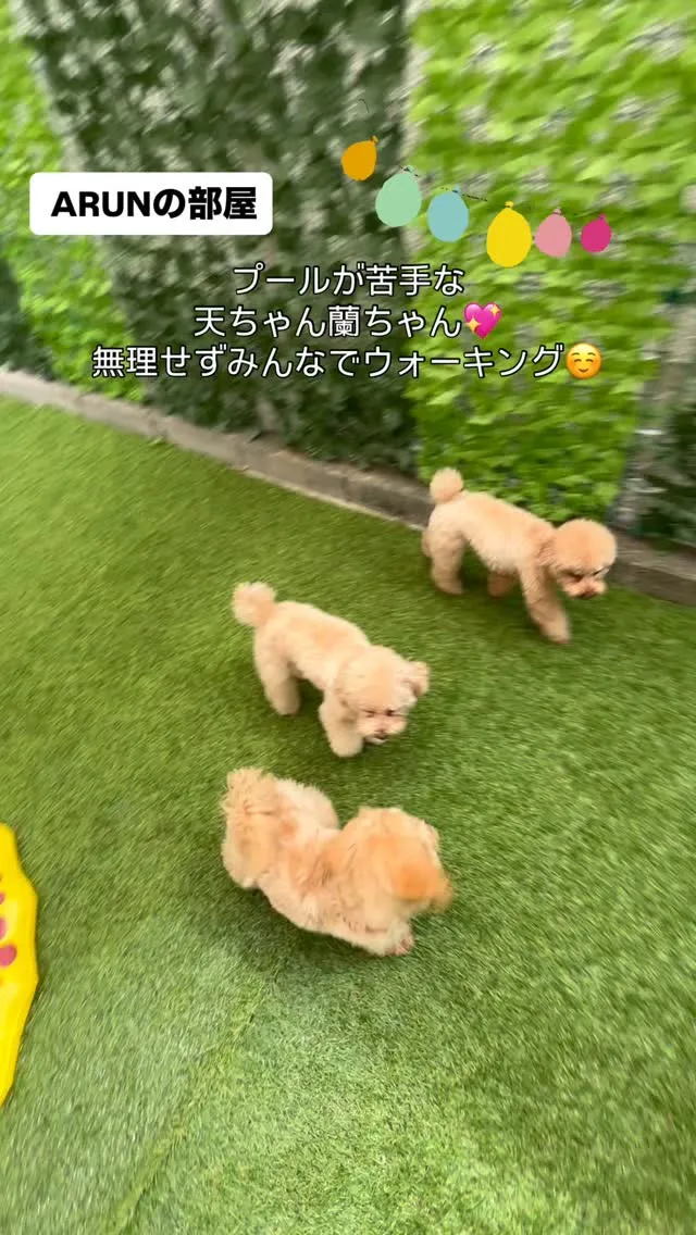 ୨୧ ∴犬の保育園∴ ୨୧