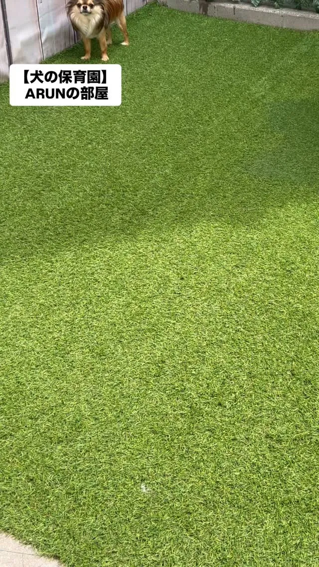 ୨୧ ∴犬の保育園∴ ୨୧