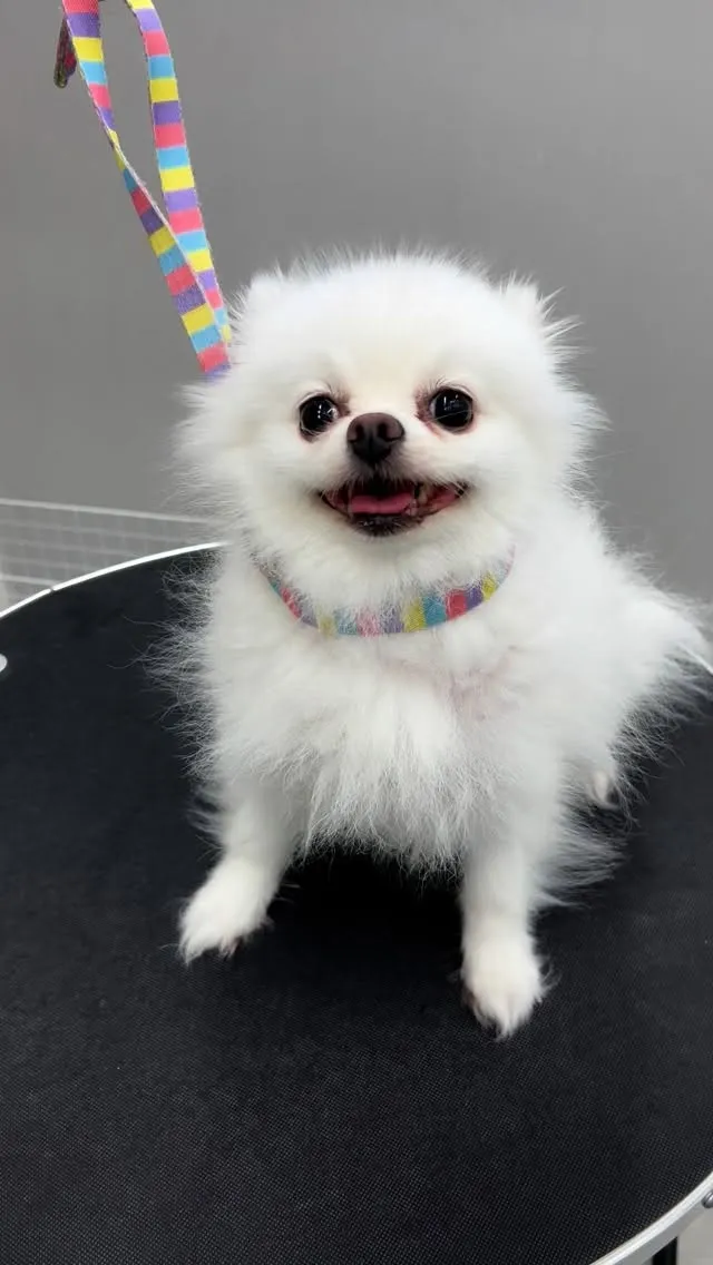 ୨୧ ∴トリミングサロン∴ ୨୧ 