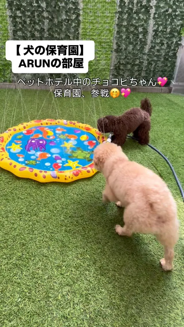 ୨୧ ∴犬の保育園∴ ୨୧
