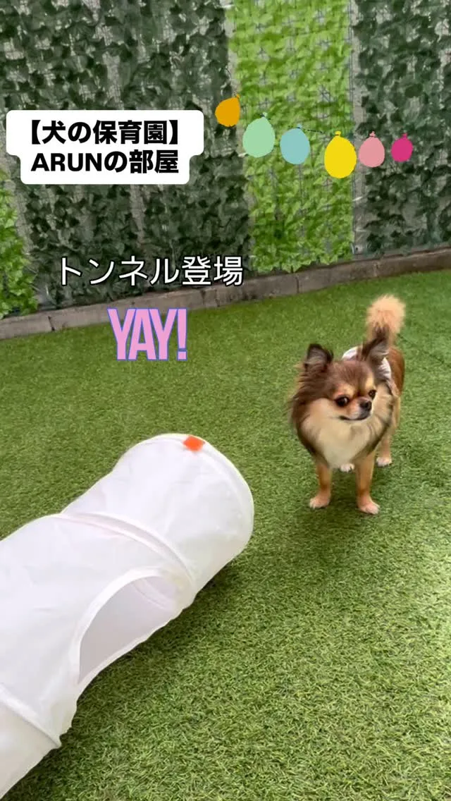 ୨୧ ∴犬の保育園∴ ୨୧