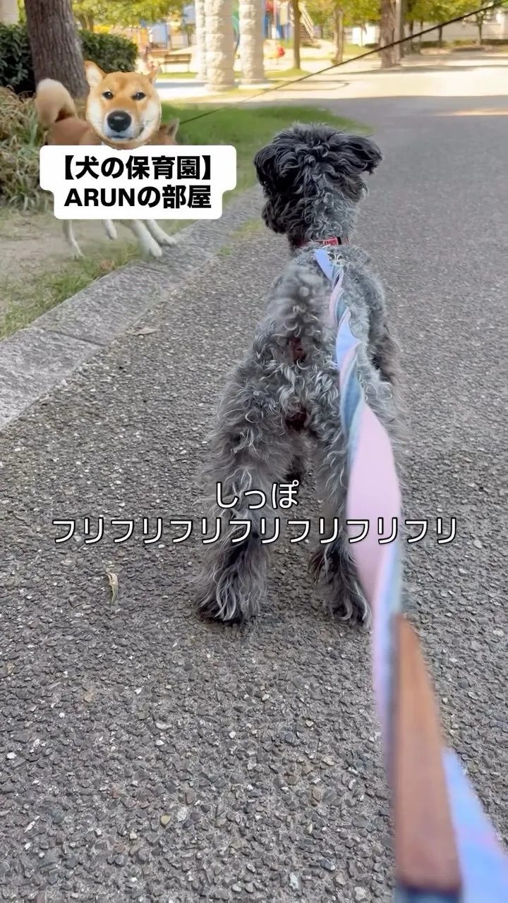 ୨୧ ∴犬の保育園∴ ୨୧