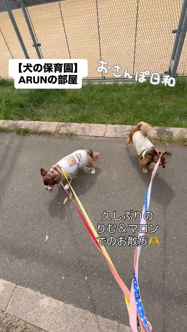 ୨୧ ∴犬の保育園∴ ୨୧
