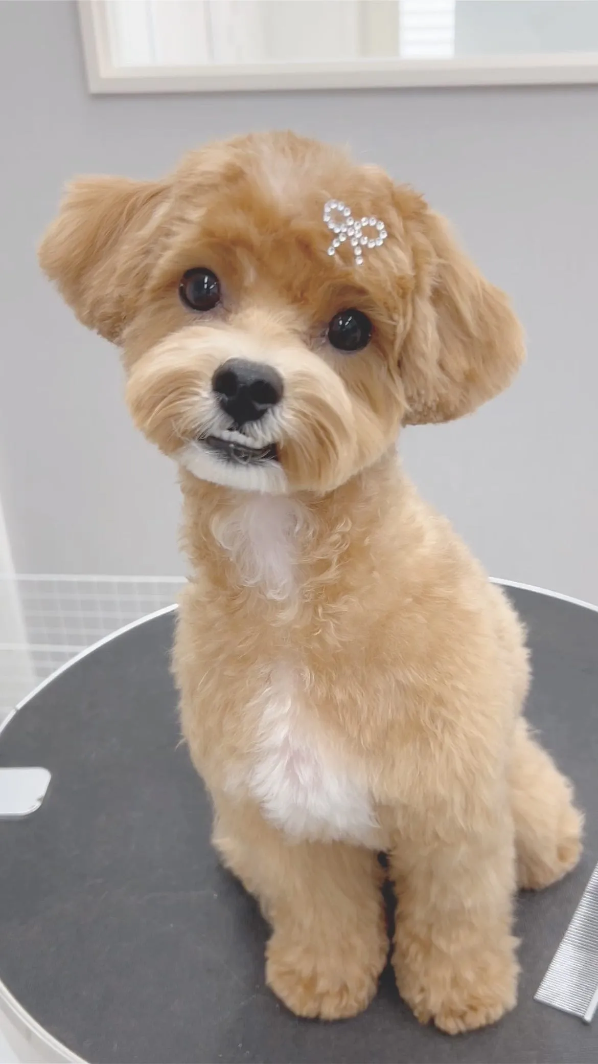 ୨୧ ∴トリミングサロン∴ ୨୧ 