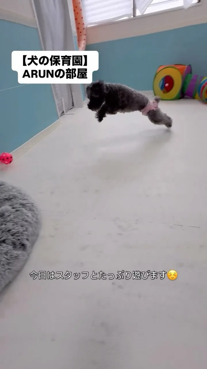୨୧ ∴犬の保育園∴ ୨୧