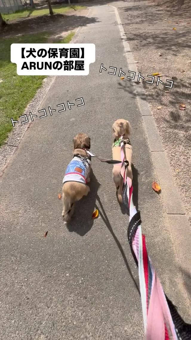 ୨୧ ∴犬の保育園∴ ୨୧
