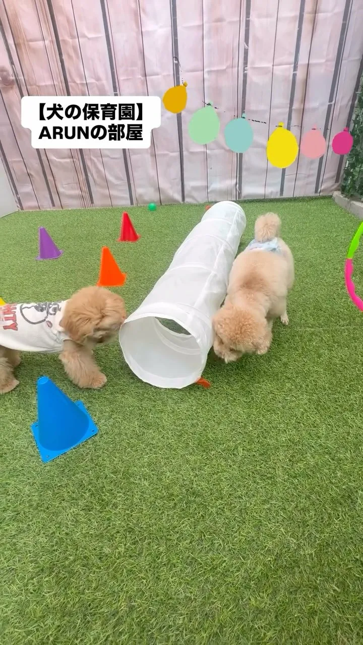 ୨୧ ∴犬の保育園∴ ୨୧