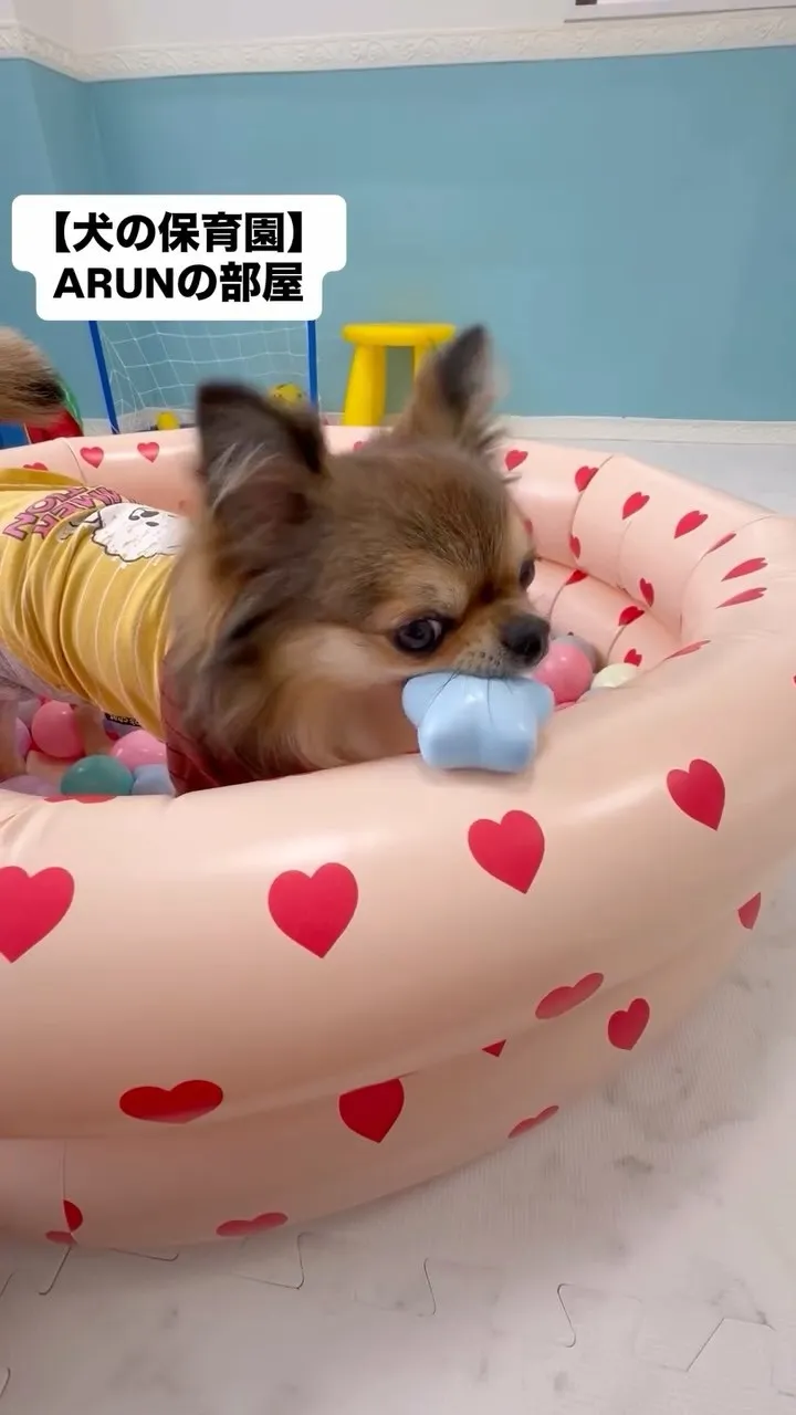 ୨୧ ∴犬の保育園∴ ୨୧