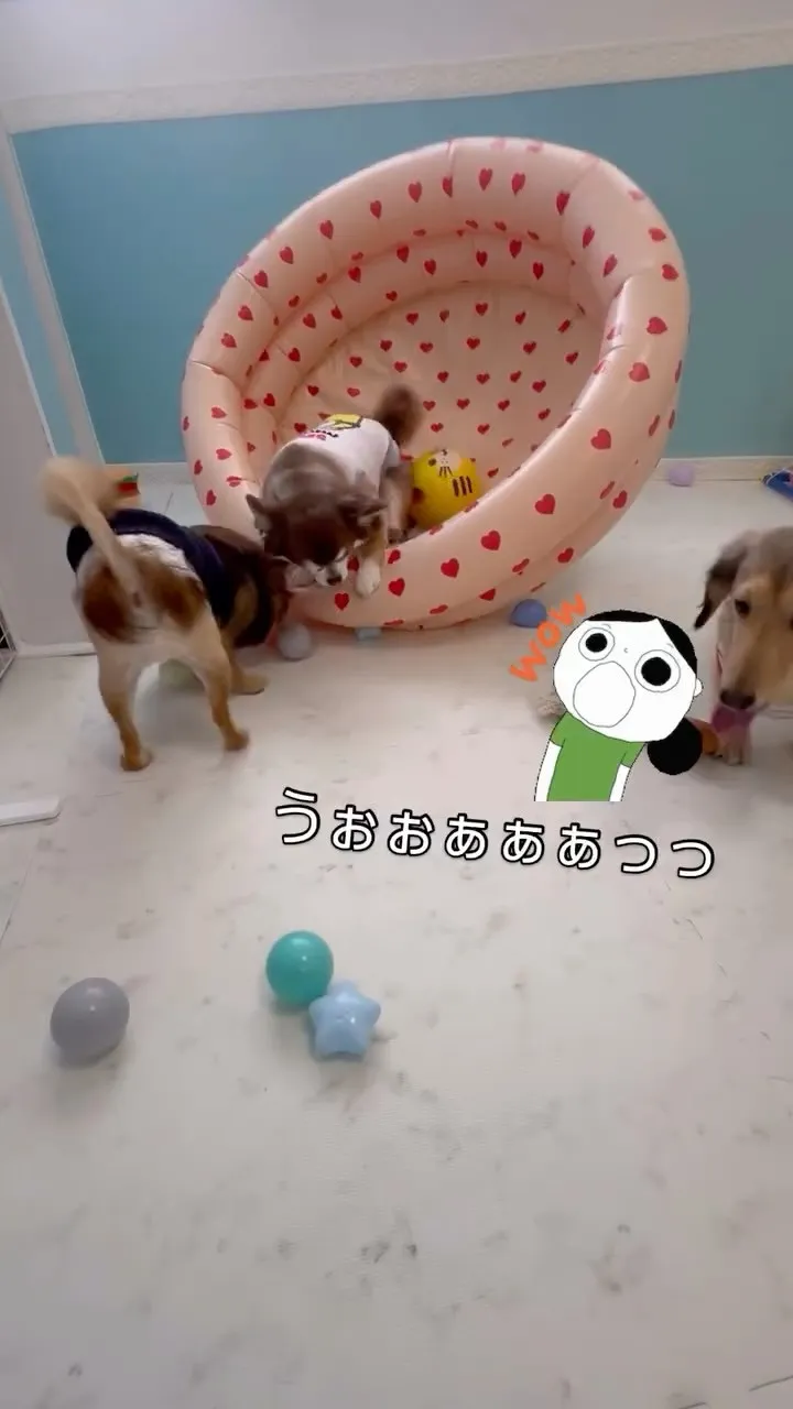 ୨୧ ∴犬の保育園∴ ୨୧