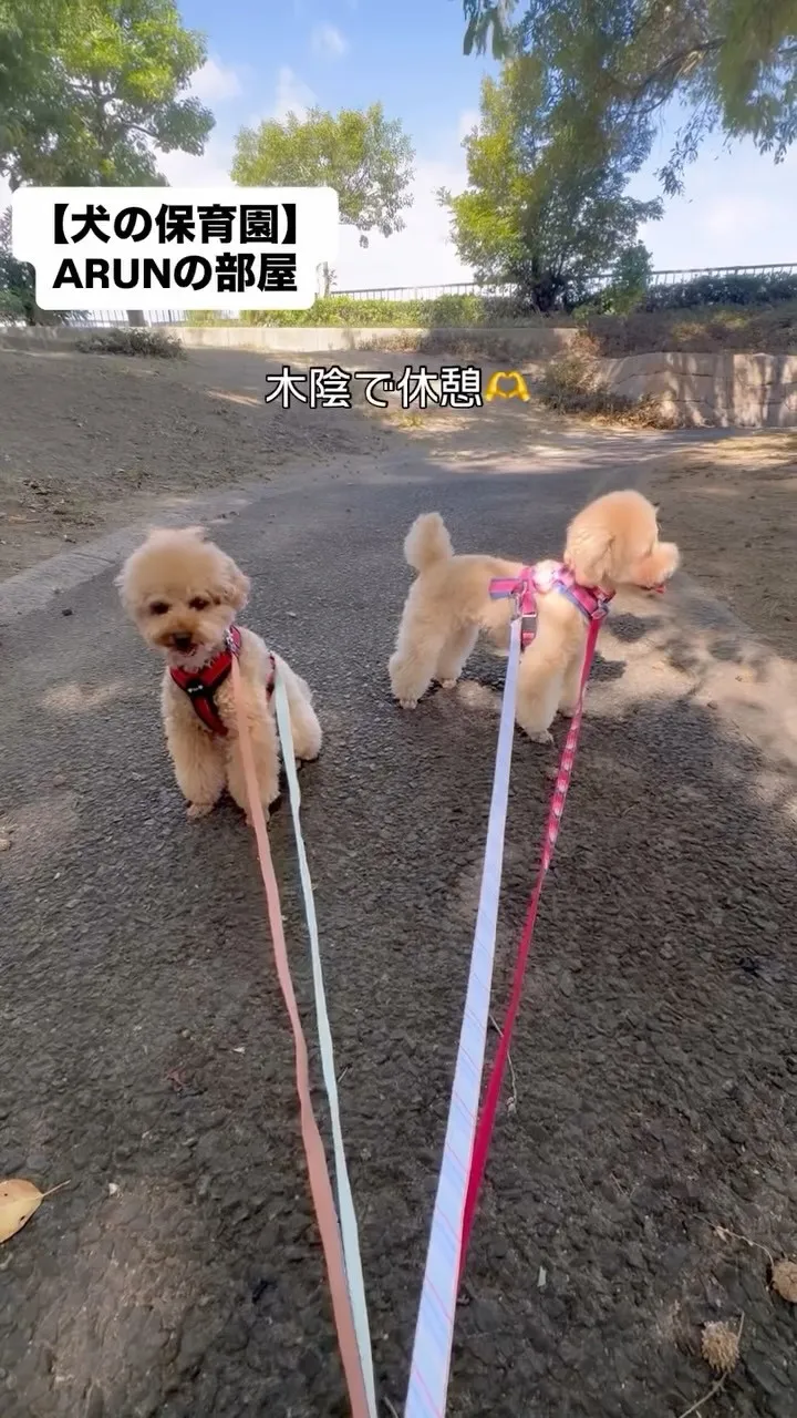 ୨୧ ∴犬の保育園∴ ୨୧