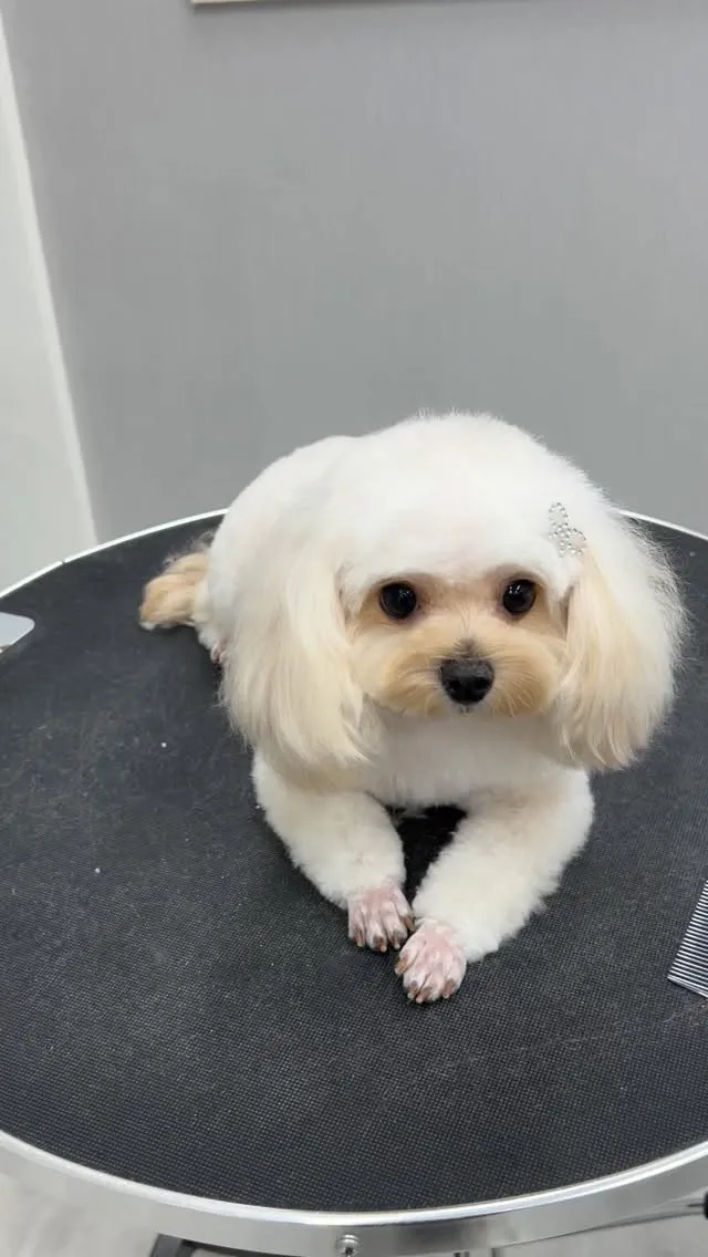 ୨୧ ∴トリミングサロン∴ ୨୧ 