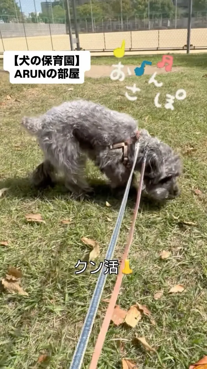 ୨୧ ∴犬の保育園∴ ୨୧