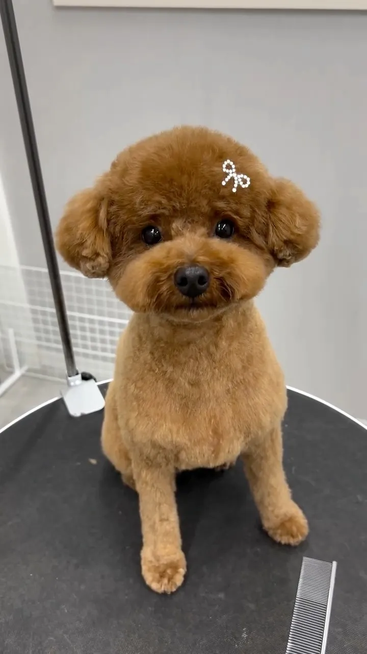 ୨୧ ∴トリミングサロン∴ ୨୧ 