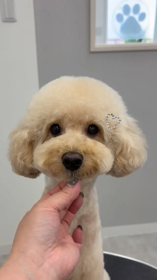 ୨୧ ∴トリミングサロン∴ ୨୧ 