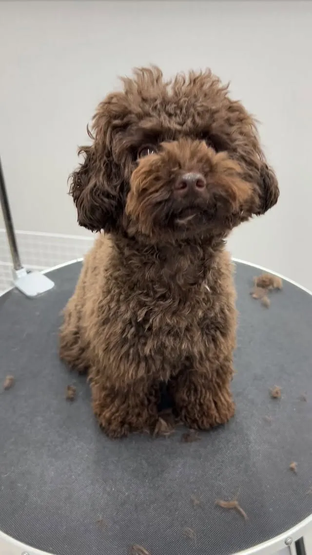 ୨୧ ∴トリミングサロン∴ ୨୧ 