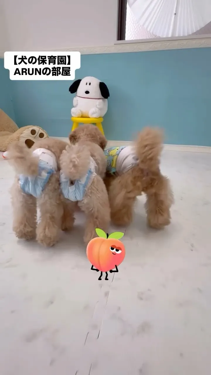 ୨୧ ∴犬の保育園∴ ୨୧