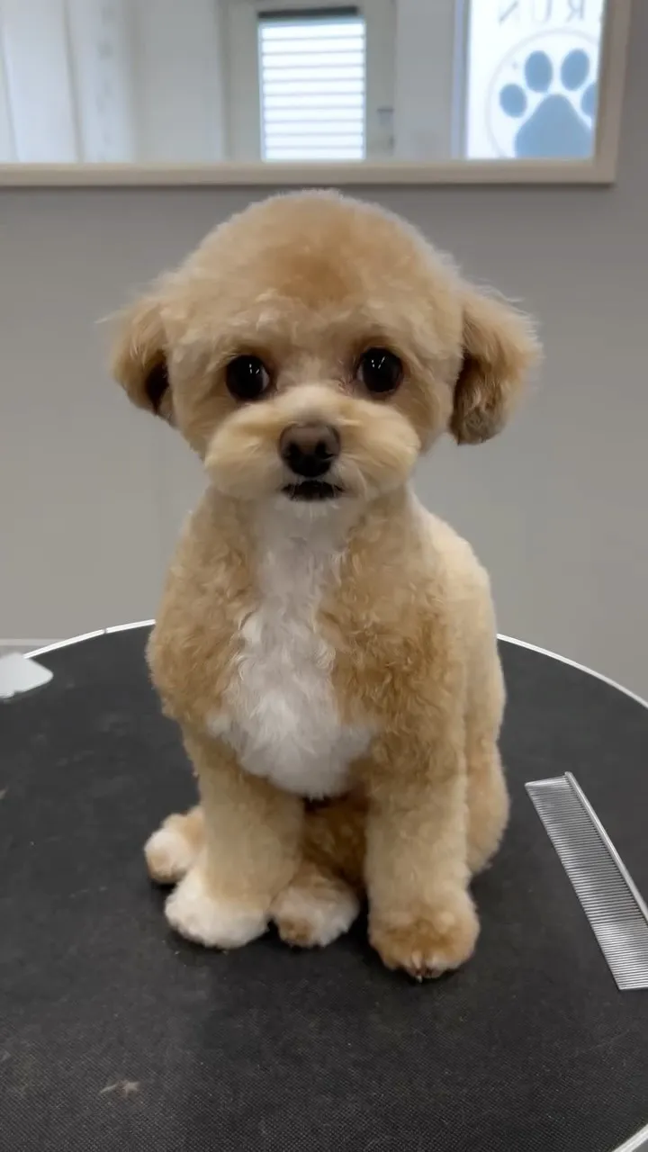 ୨୧ ∴トリミングサロン∴ ୨୧ 