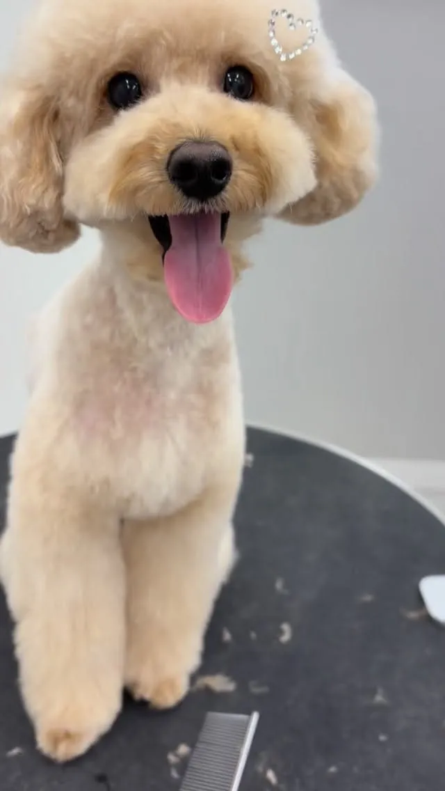 ୨୧ ∴トリミングサロン∴ ୨୧ 