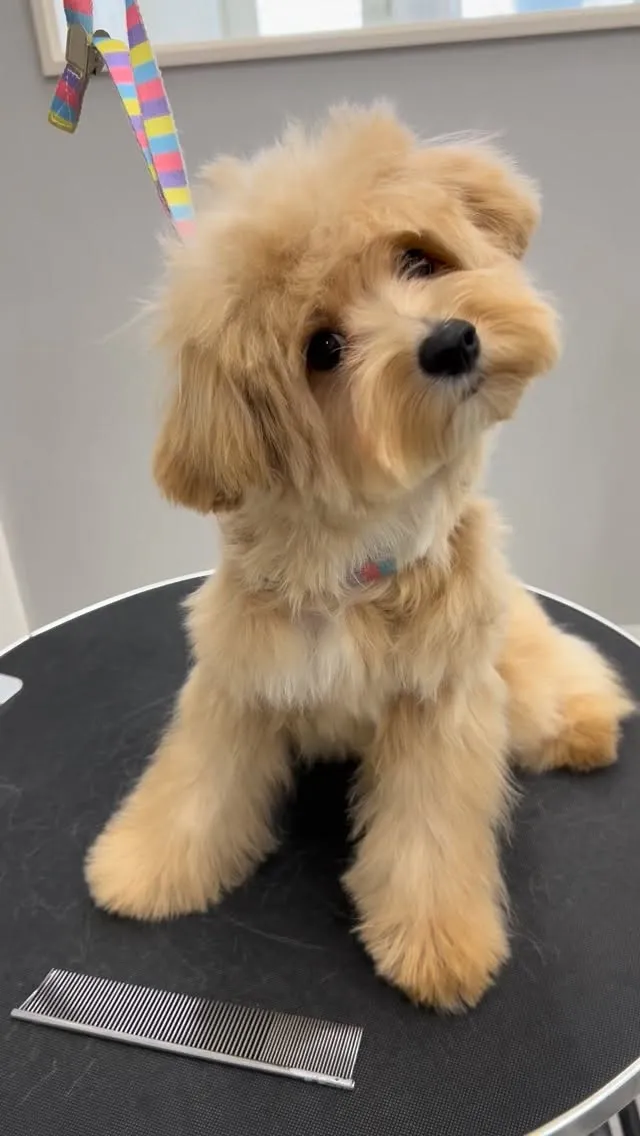 ୨୧ ∴トリミングサロン∴ ୨୧ 