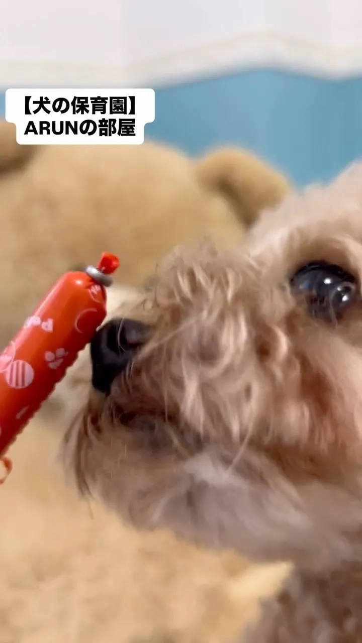 ୨୧ ∴犬の保育園∴ ୨୧