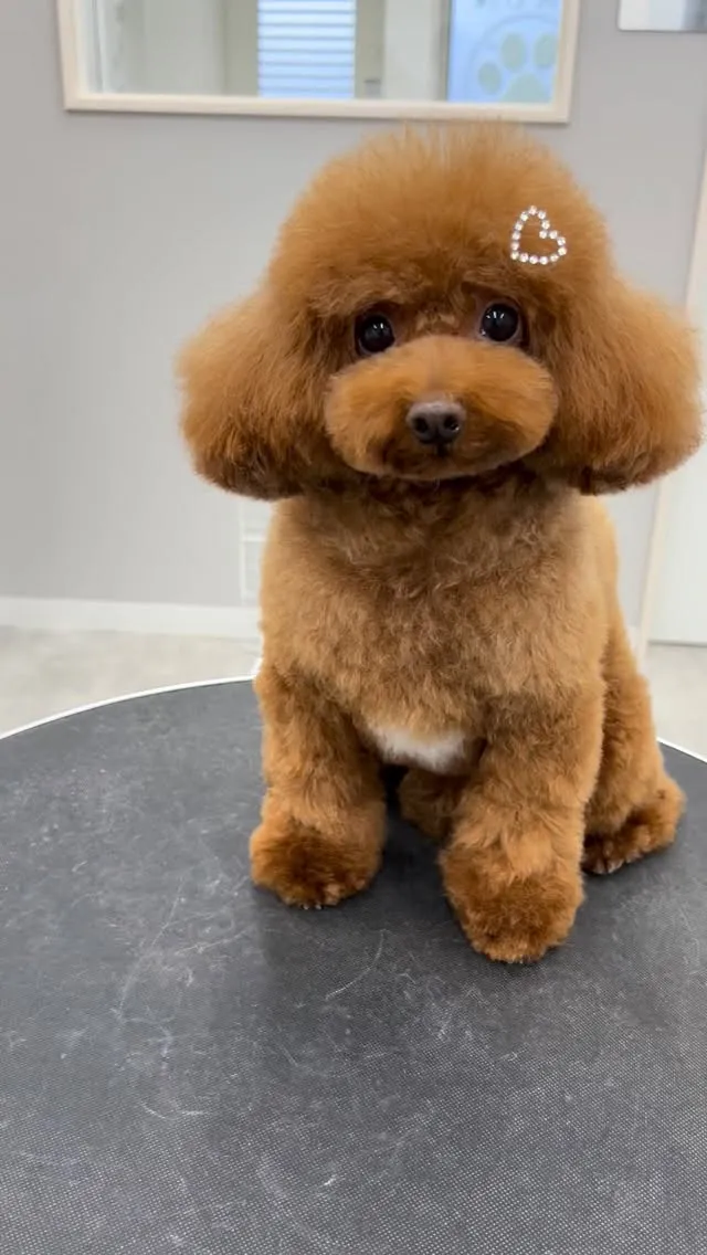 ୨୧ ∴トリミングサロン∴ ୨୧ 