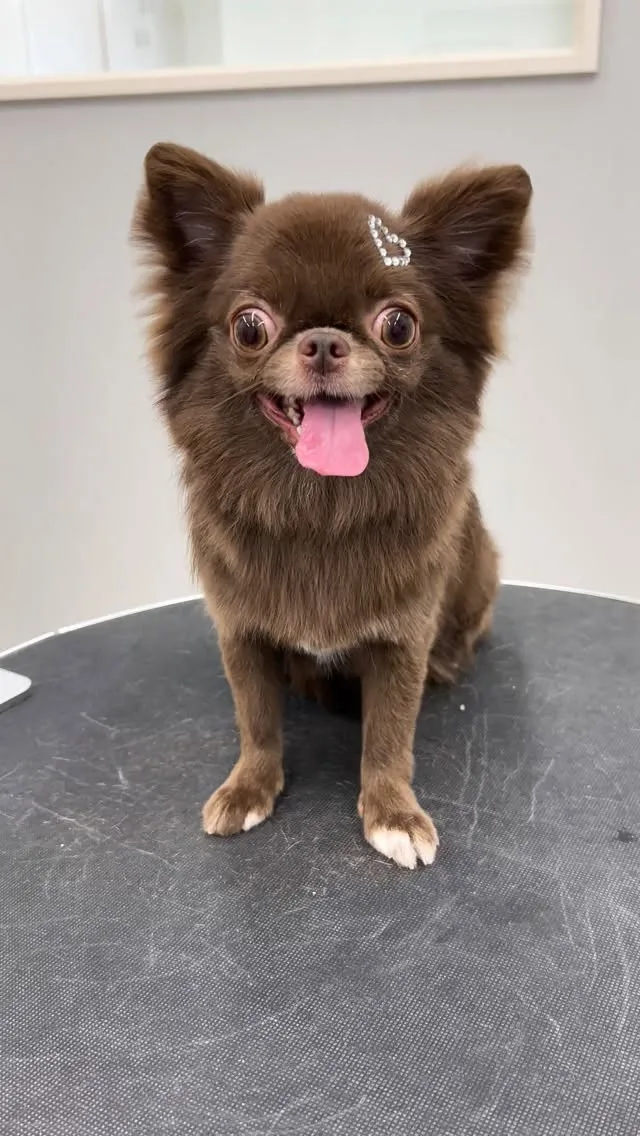 ୨୧ ∴トリミングサロン∴ ୨୧ 