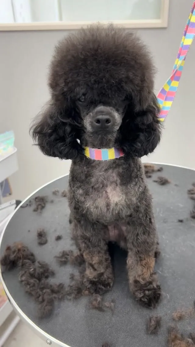 ୨୧ ∴トリミングサロン∴ ୨୧ 