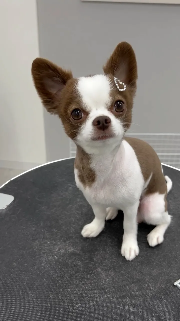 ୨୧ ∴トリミングサロン∴ ୨୧ 