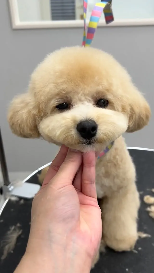 ୨୧ ∴トリミングサロン∴ ୨୧ 