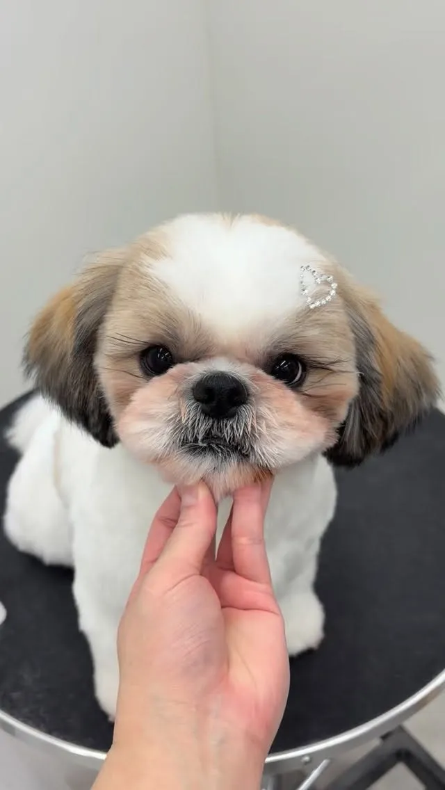 ୨୧ ∴トリミングサロン∴ ୨୧ 