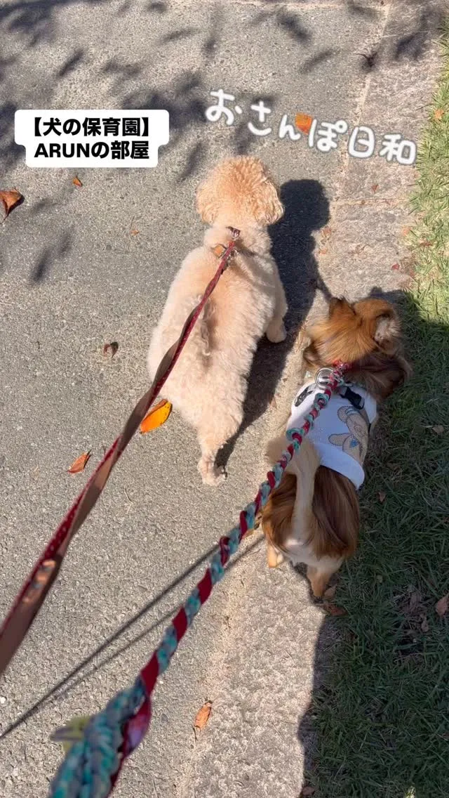 ୨୧ ∴犬の保育園∴ ୨୧