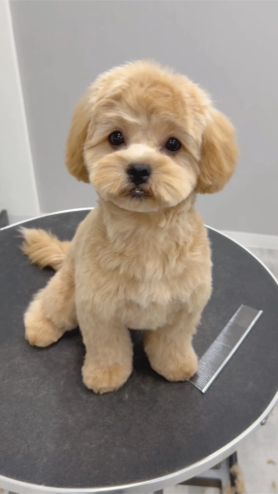 ୨୧ ∴トリミングサロン∴ ୨୧ 