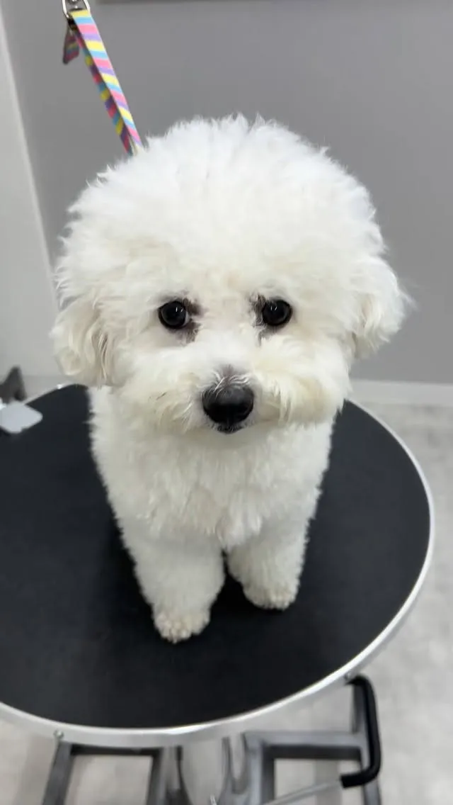 ୨୧ ∴トリミングサロン∴ ୨୧ 