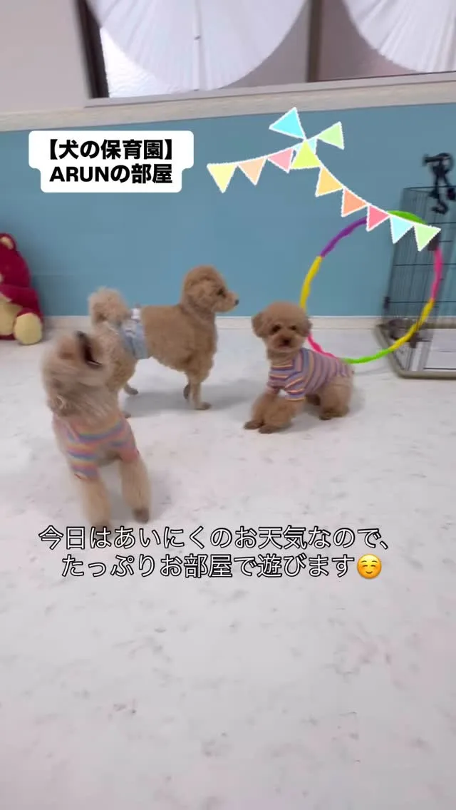 ୨୧ ∴犬の保育園∴ ୨୧