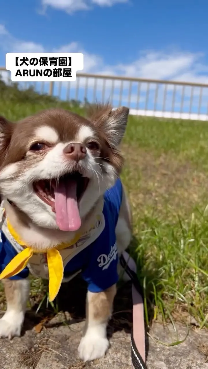 ୨୧ ∴犬の保育園∴ ୨୧