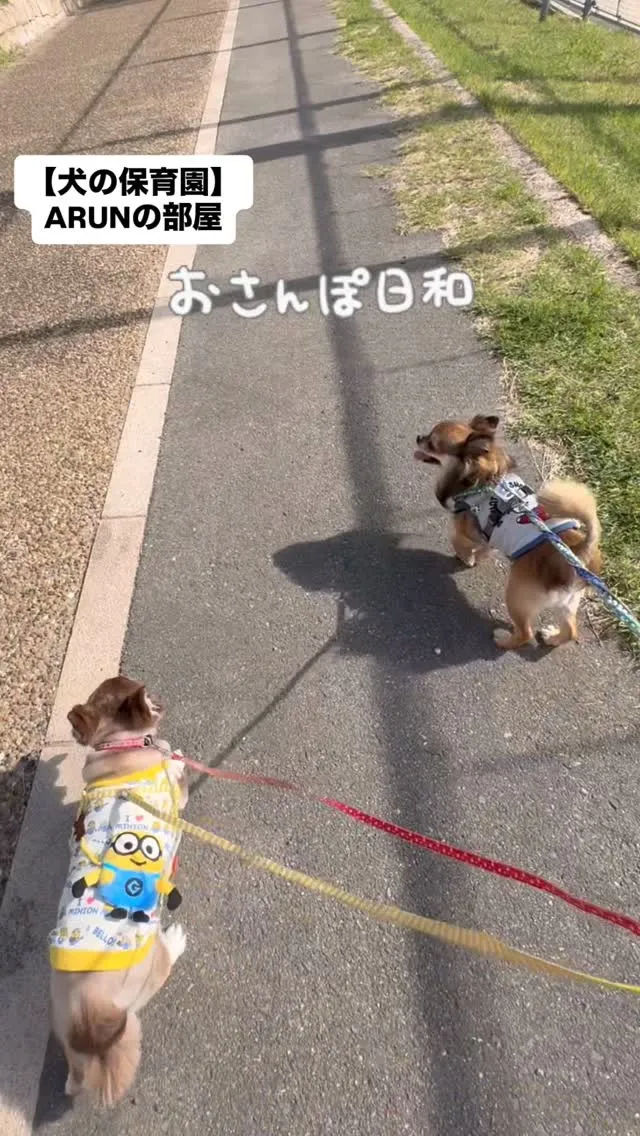 ୨୧ ∴犬の保育園∴ ୨୧