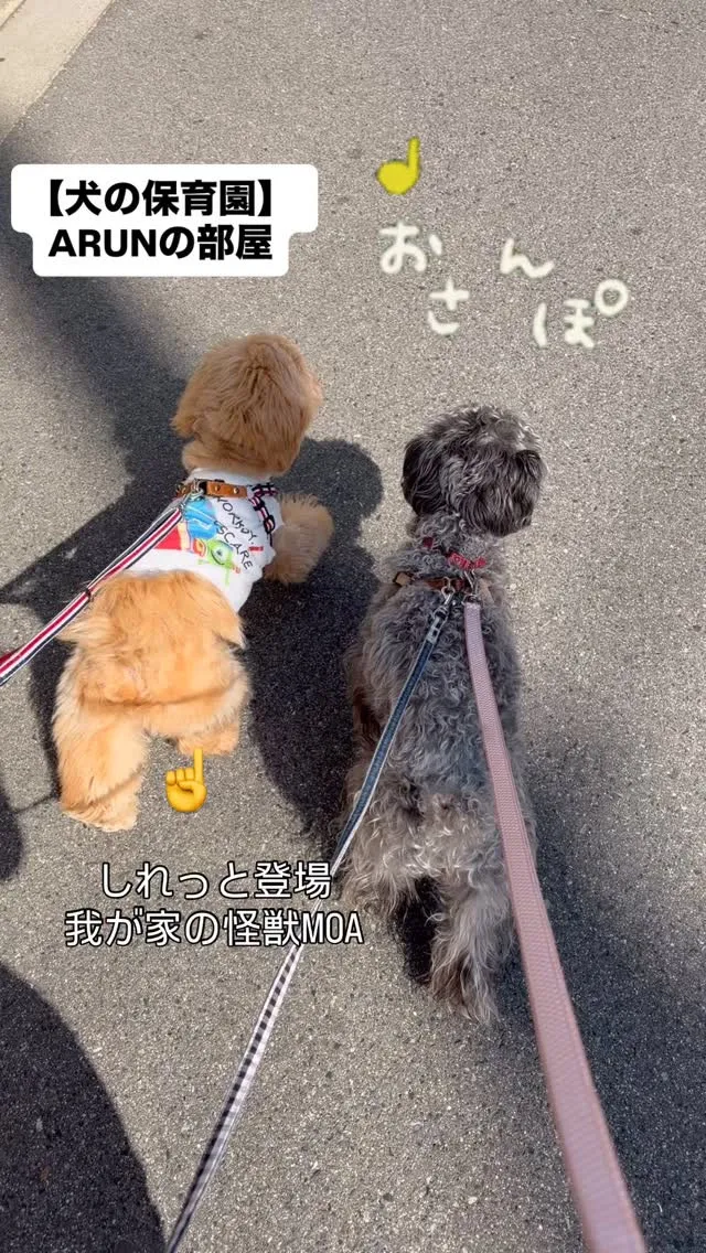 ୨୧ ∴犬の保育園∴ ୨୧