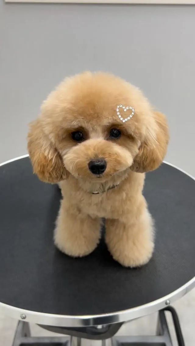 ୨୧ ∴トリミングサロン∴ ୨୧ 