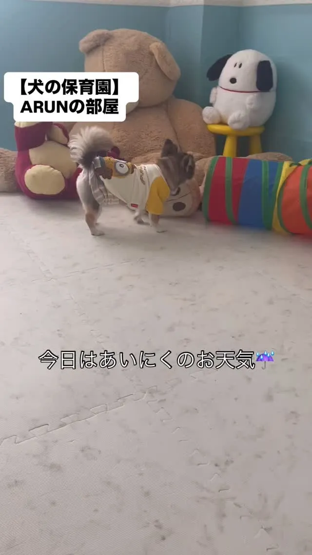 ୨୧ ∴犬の保育園∴ ୨୧