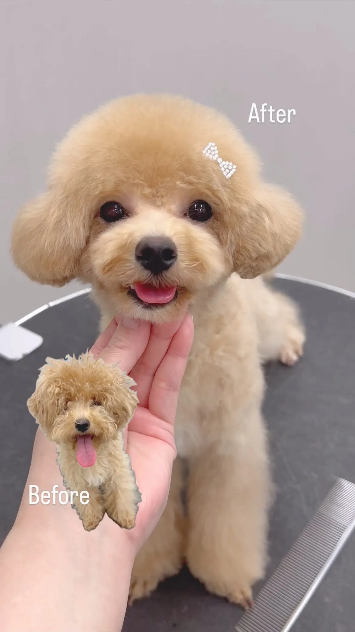 ୨୧ ∴トリミングサロン∴ ୨୧ 