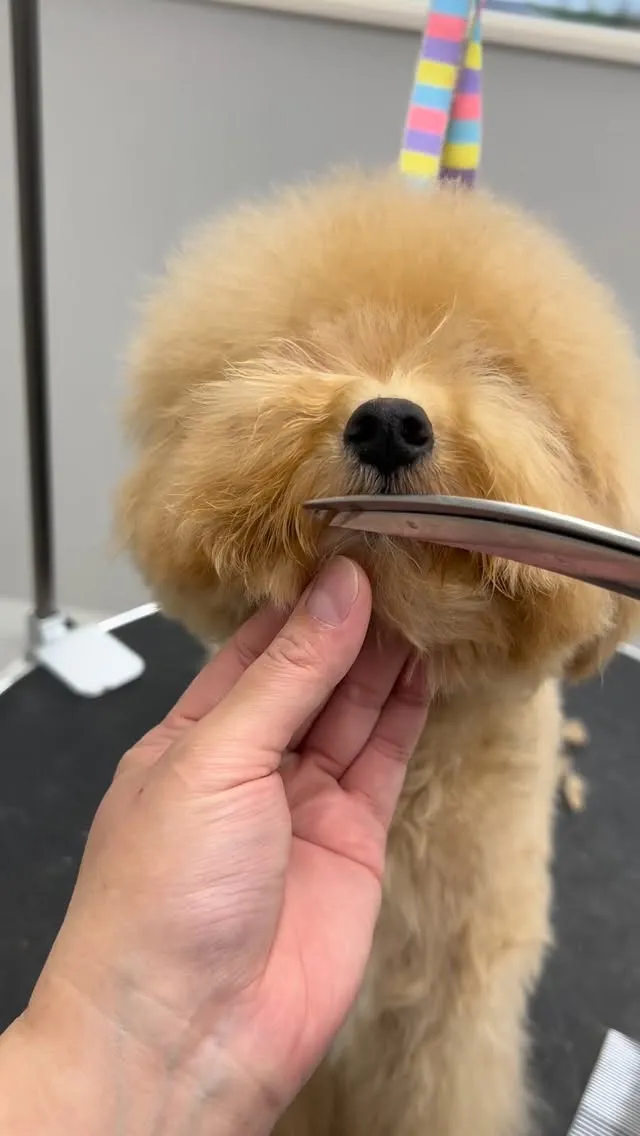 ୨୧ ∴トリミングサロン∴ ୨୧ 